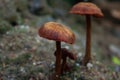 Two mushrooms grow in the wild forest