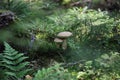 Two mushrooms grow in the forest . Forest edible mushrooms. Royalty Free Stock Photo