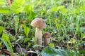 Two Mushrooms Grow In The Forest. Young Boletus. Mushrooms In Grass. Mushroom Hunting. Mushroom Picking. Tula Region, Russia
