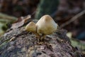 Two mushrooms grow on log of pine