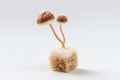 Two mushrooms are growing out of a sugar cube Royalty Free Stock Photo