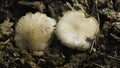 Two mushrooms growing from rotting stump Royalty Free Stock Photo