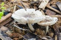 Two Mushrooms Growing Together Royalty Free Stock Photo