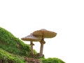 Two mushrooms isolated on white background Royalty Free Stock Photo