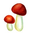 Two mushrooms isolated on a white background. Red brown cap and white leg. Royalty Free Stock Photo