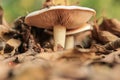 Two mushrooms, large and small, grow in fallen autumn leaves Royalty Free Stock Photo
