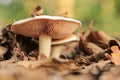 Two mushrooms, large and small, grow in fallen autumn leaves Royalty Free Stock Photo