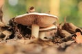 Two mushrooms, large and small, grow in fallen autumn leaves Royalty Free Stock Photo