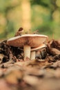 Two mushrooms, large and small, grow in fallen autumn leaves Royalty Free Stock Photo