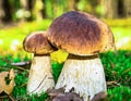 Cep mushroom, boletus, Borovik Royalty Free Stock Photo