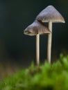 Two mushrooms Mycena abramsii