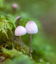 Two mushrooms Mycena epipterygia side by side. Royalty Free Stock Photo