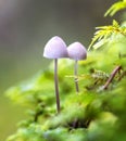 Two mushrooms Mycena epipterygia. Royalty Free Stock Photo