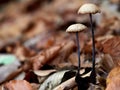 Two mushrooms Mycetinis querceus