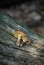 Two mushrooms oilcan are lying on an old mossy tree. Forest edible mushrooms. Royalty Free Stock Photo