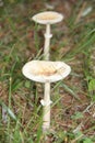 Two mushrooms on pine forest floor Royalty Free Stock Photo