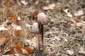 Two mushrooms popping up in the forest floor Royalty Free Stock Photo