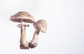 Two mushrooms Shaggy Parasol Fruiting Bodies