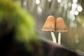Two mushrooms on a stub Royalty Free Stock Photo