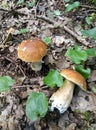 Mushrooms summer boletes in the forest