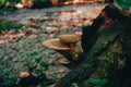 Two Mushrooms on a Tree Stump with a Creek in the Background Royalty Free Stock Photo