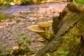 Two Mushrooms on a Tree Stump with a Creek in the Background Royalty Free Stock Photo