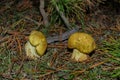 Two mushrooms Tricholoma equestre Yellow Knight in pine forest under the branches, closeup.