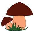 Two mushrooms vector or color illustration Royalty Free Stock Photo