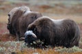 Two musk ox in autumn landscape Royalty Free Stock Photo