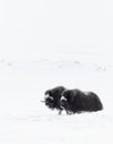 Two musk ox males standing in the snow in the mountains Royalty Free Stock Photo