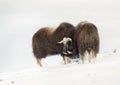 Two Musk Oxen standing in snowy mountains Royalty Free Stock Photo