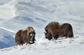 Two Musk Oxen standing in snowy mountains during winter Royalty Free Stock Photo