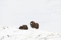 Two Musk Oxes in Dovre mountains in the cold winter, Norway Royalty Free Stock Photo