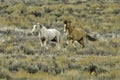 Two Wild Mustangs Galloping Together