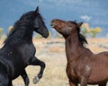 Two Mustangs in high desert in the Washoe Lake