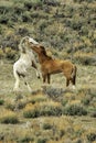 Two Mustangs Sparring in the Colorado High Desert
