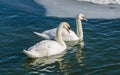 Two mute swan (Cygnus Olor). Royalty Free Stock Photo