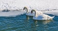 Two mute swan (Cygnus Olor). Royalty Free Stock Photo