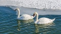 Two mute swan (Cygnus Olor). Royalty Free Stock Photo