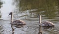 Two mute swan young