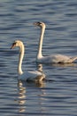 Two mute swans