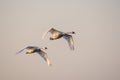 Two mute swans Cygnus olor flying over lake Royalty Free Stock Photo