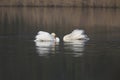 Two mute swans Cygnus olor ready to fight to protect their territory swimming in a lake.