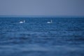 Two mute swans, Cygnus olor in the sea Royalty Free Stock Photo