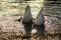 Two mute swans are dabbling together in the evening sun. Royalty Free Stock Photo