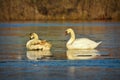 Two mute swans on frozen lake Royalty Free Stock Photo