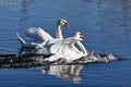 Two Mute swans glide to a stop after landing on lake in unison Royalty Free Stock Photo