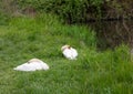 Two mute swans laying in the grass near a pond in southern Germany Royalty Free Stock Photo