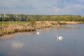 Two mute swans mirror themselves in the water Royalty Free Stock Photo