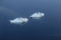 Two mute swans sleeping Royalty Free Stock Photo